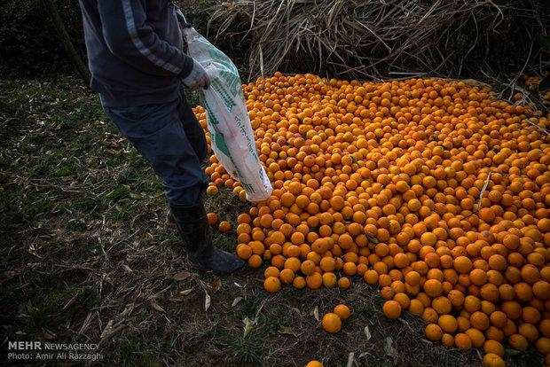 اقدام اعتراضی باغداران شمال به عملکرد دولت