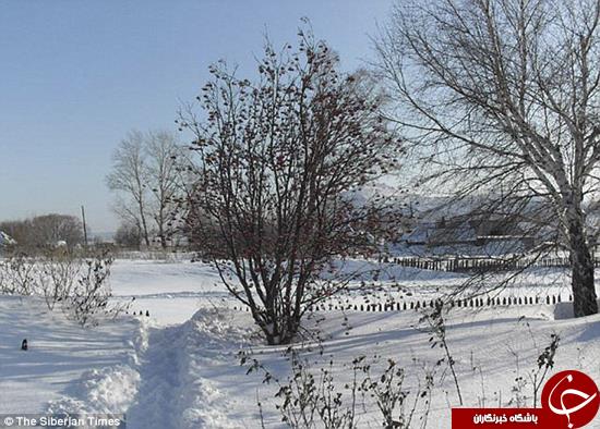 سگی که جان بچه‌ای را نجات داد +تصاویر