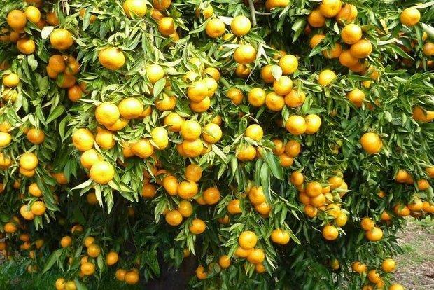 وزارت جهاد: نیازی به واردات نیست/از واردات پرتقال مصری بی‌خبریم