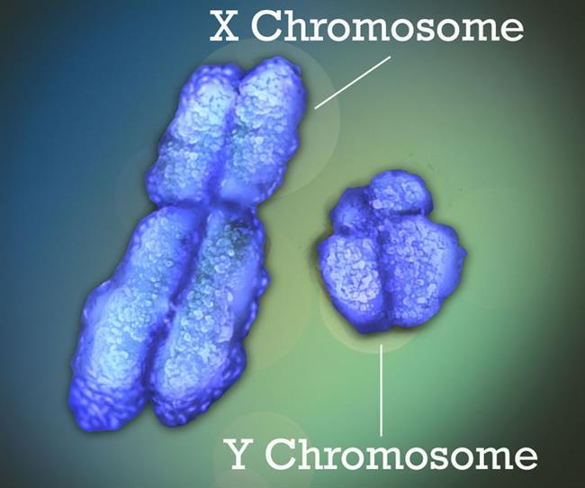 کروموزوم xوy