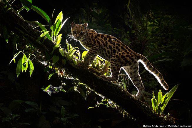 نگاهی به تصاویر برنده شده در رقابت عکاسی حیات وحش WildlifePhoto