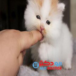 آیا میدانستید گربه میتواند کورمان کند؟!