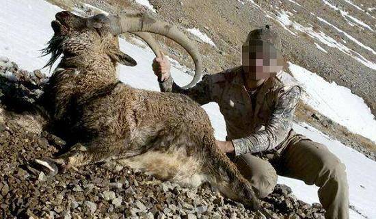 شکارچیان قوچ وحشی دستگیر و پس از واریز جریمه به دادگاه معرفی شدند