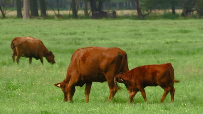 743462718-milking-cow-spreewald-suckling-calf-w700