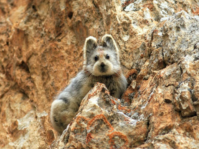 1188505-chinesemammal-650-cd7245abee-1484647463-w700