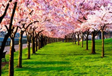 درباره تب بهاری چه می‌دانید؟