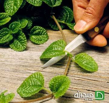 برش ساقه گیاهی برش ساقه گیاهی