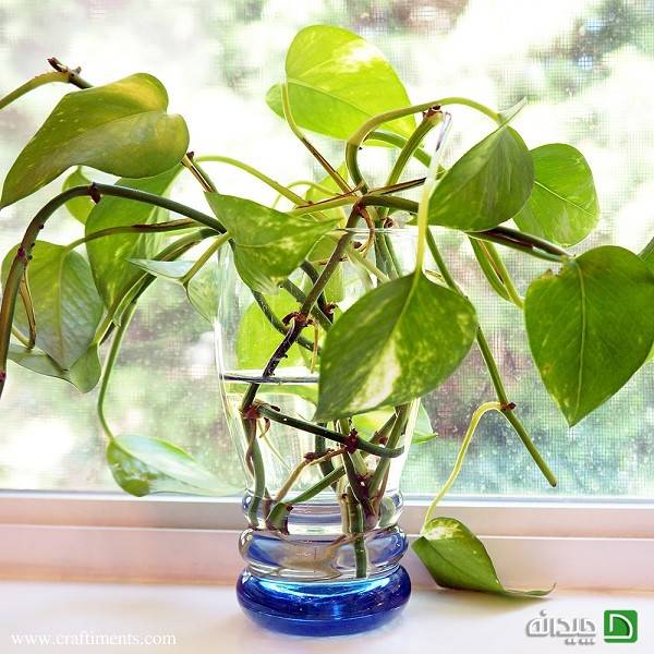 تکثیر گیاهان آپارتمانی تکثیر گیاهان آپارتمانی