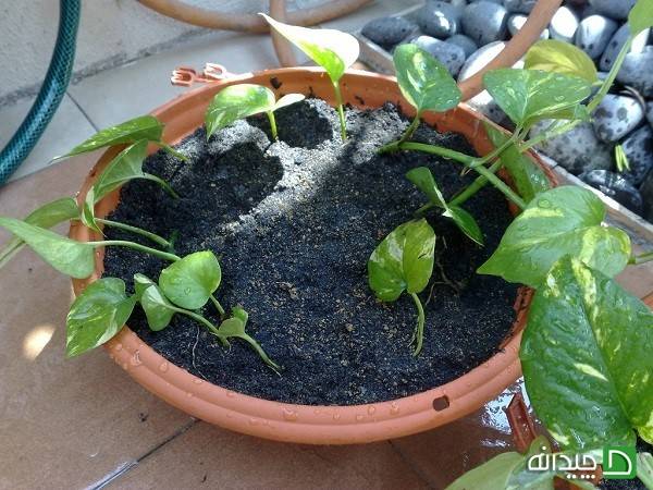 کاشت قلمه در گلدان کاشت قلمه در گلدان