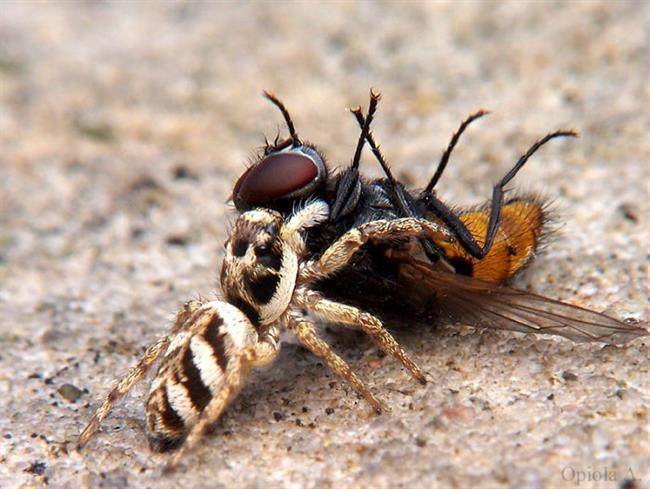 zebra_spider_killing_fly_picture-w700