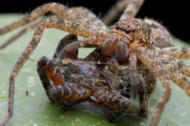 spiders_au_huntsman2-1030x686-w700