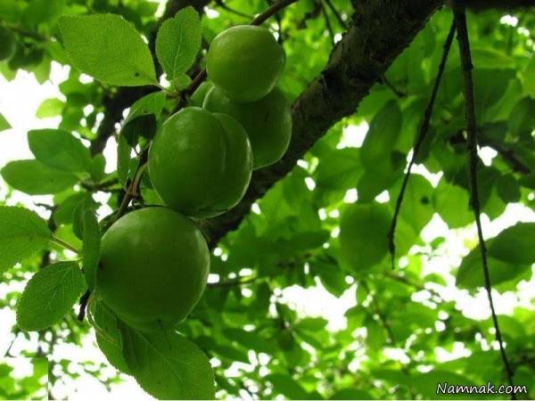 فواید و مضرات خوردن گوجه سبز گوجه سبز