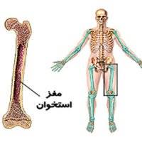 وقتی مغز استخوان تنبل می شود