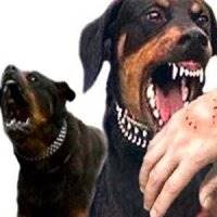 مرگ 4 نفر بر اثر ابتلاء به هاری در زابل