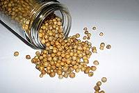 تخم گشنیز