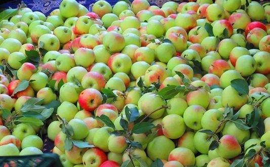 سیب گلاب میوه‌ای برای تمام مزاج‌ها