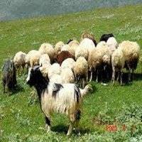 چراندن گوسفندان در پارک ملی!
