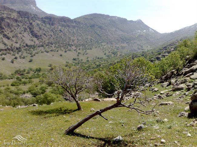 منطقه حفاظت شده کوه خامین 