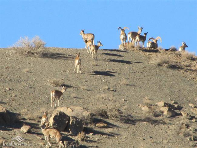 پناهگاه حیات‌ وحش نایبندان