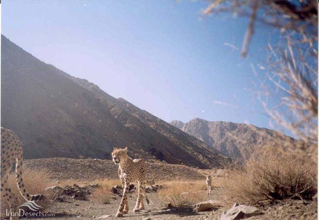 پناهگاه حیات‌ وحش نایبندان