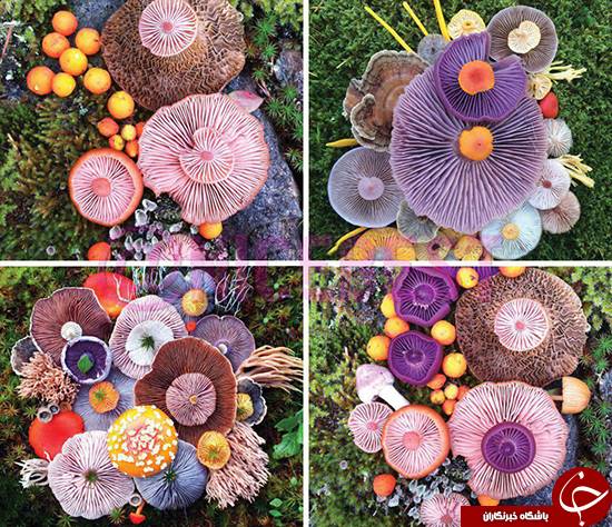 هنرنمایی با استفاده از قارچ +تصاویر هنرنمایی با استفاده از قارچ +تصاویر