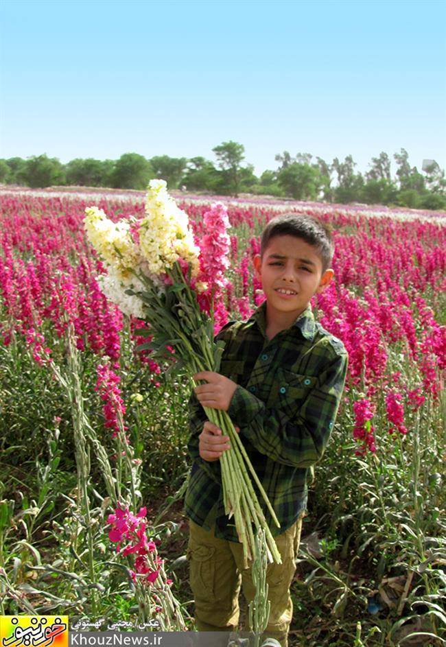 شهر حمیدیه 