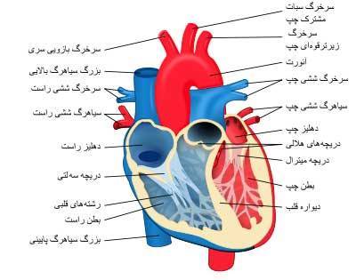 عارضه‌های قلب و عروق