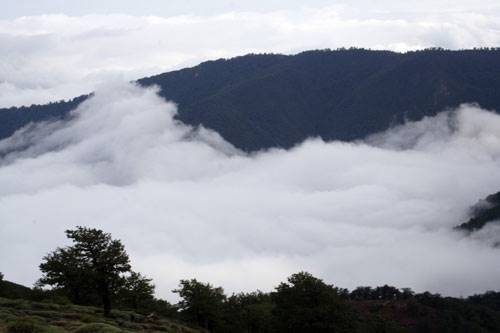 گردشگری جنگل ابر در سرازیری