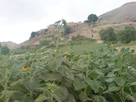 روستای گلویج