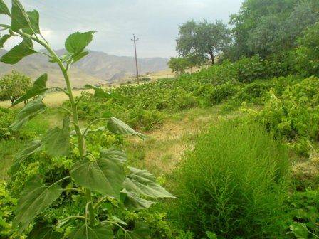 روستای گلویج