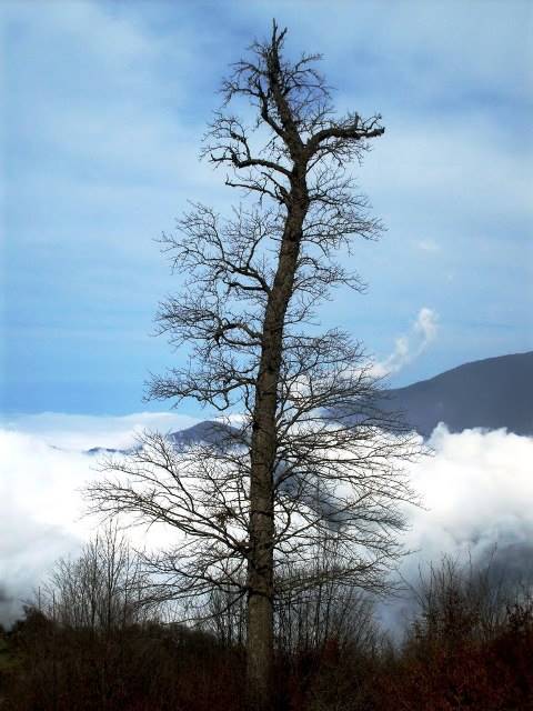 جنگل توسکستان