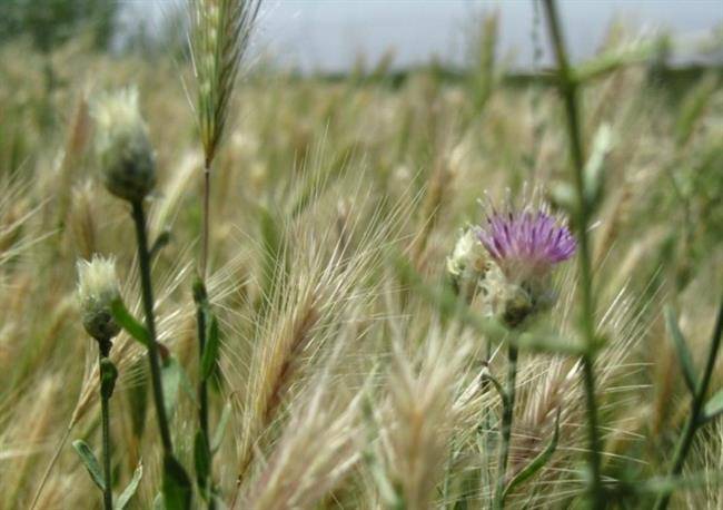 روستای بقمچ