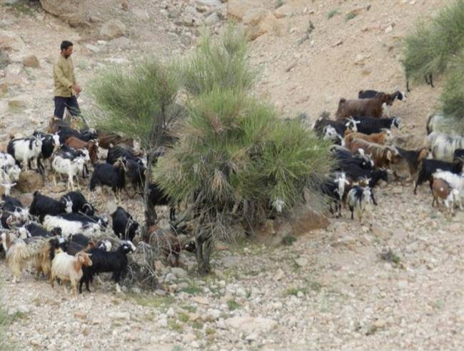 روستای نیگنان