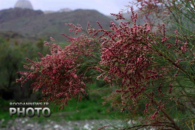 روستای برنطین