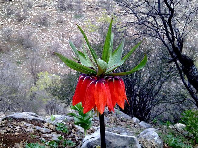 روستای تازه آباد چله