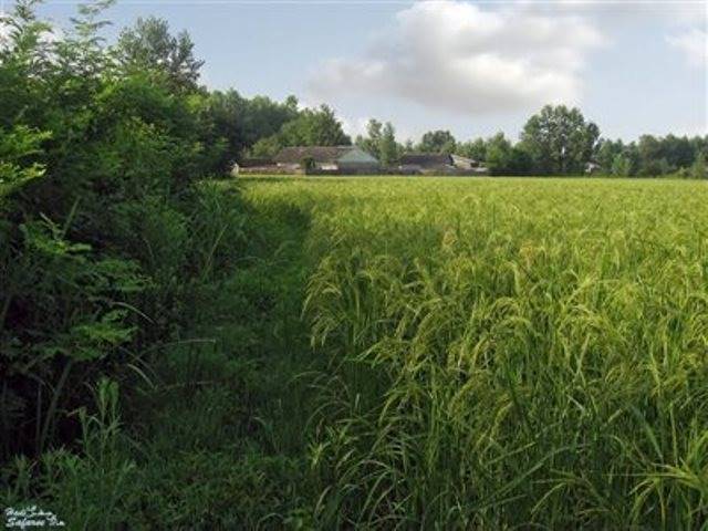 روستای فشتکه