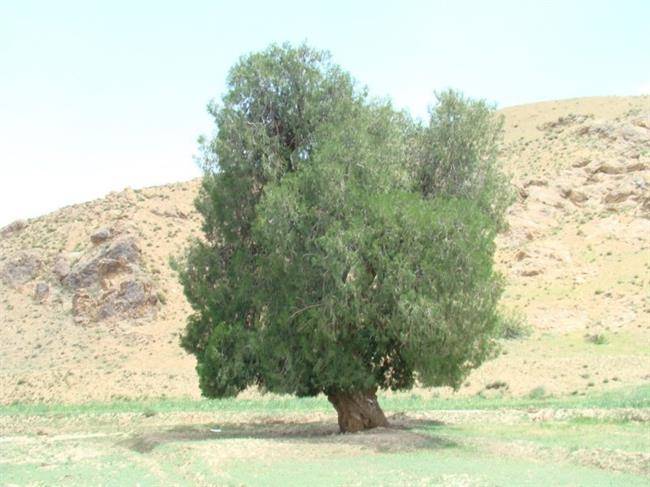 سرو زول