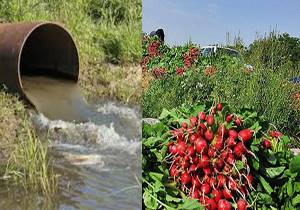 احتمال زیاد استفاده از آب فاضلاب برای آبیاری سبزیجات شهرستان ری