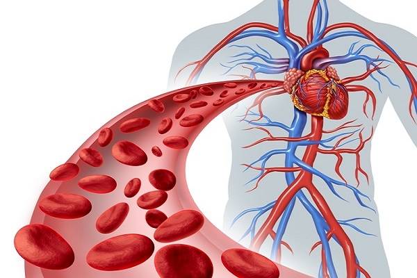 حقایقی جالب توجه درباره سیستم گردش خون انسان