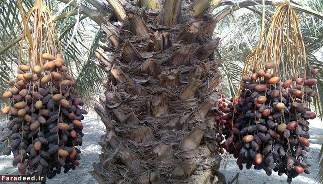میوه گرم با قند طبیعی