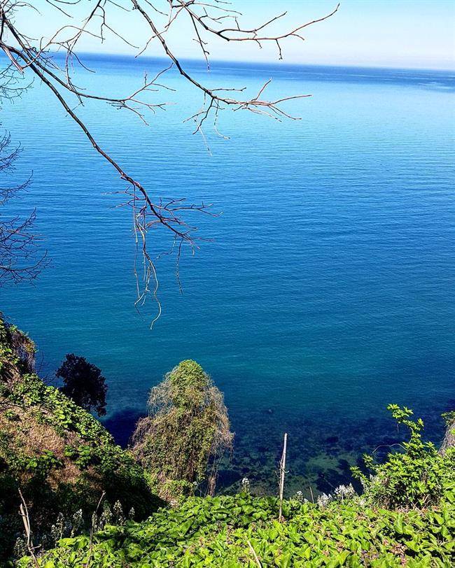 دریای سیاه از باغ گیاهشناسی باتومی