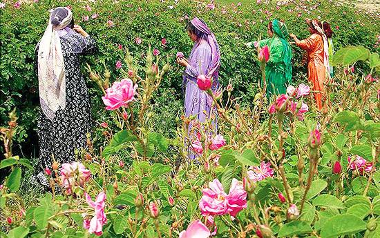 گلاب گیری - قمصر