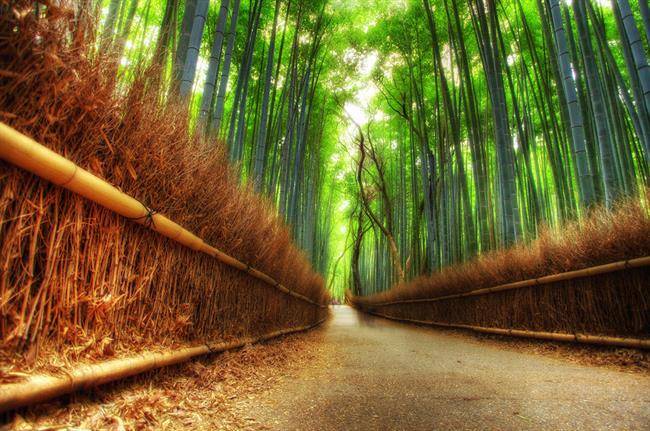 Sagano bamboo forest in Japan