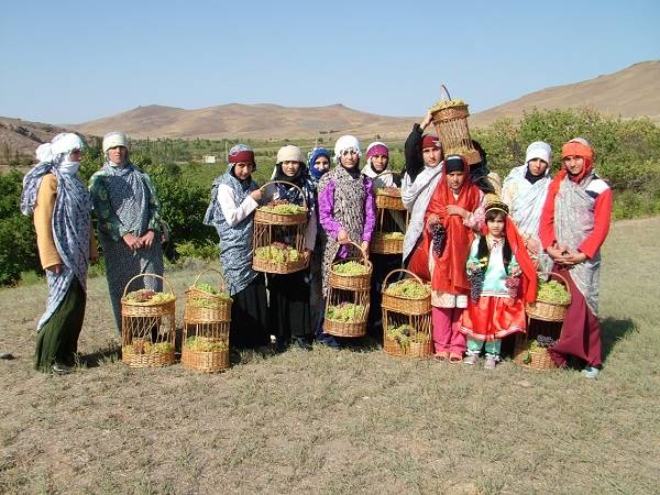 جشن انگور تاکستان