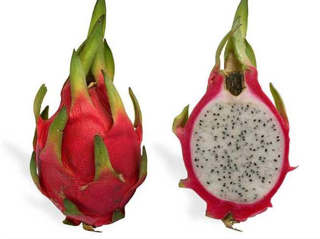 میوه اژدها
