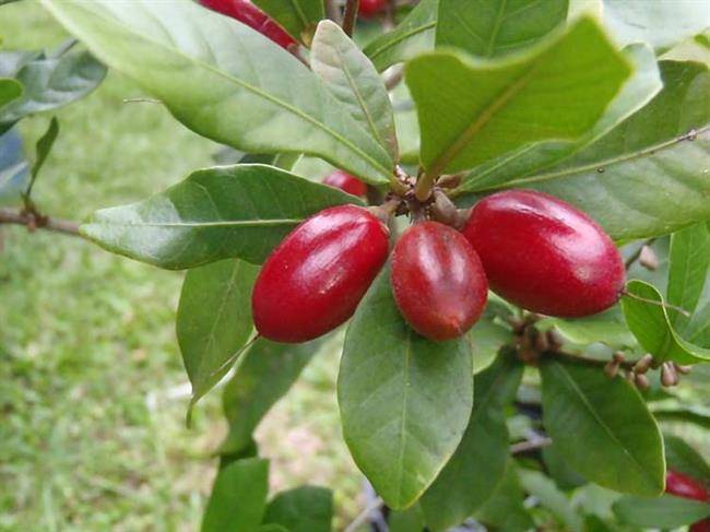 میوه معجزه