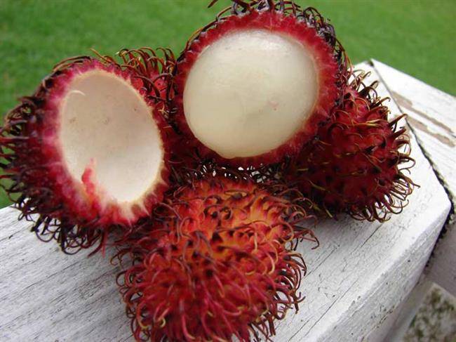 میوه مژکی