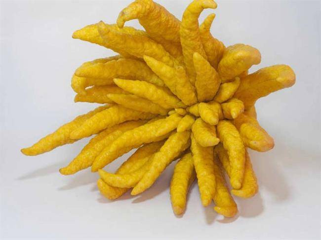 میوه دست بودا