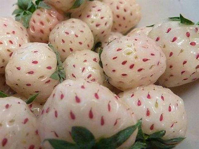 میوه توت فرنگی آناناسی