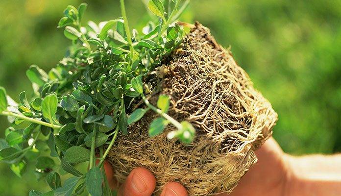 گیاهان آپارتمانی (4)؛ مراحل تعویض گلدان گیاه